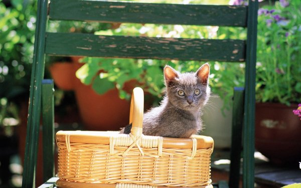 Котенок сидит