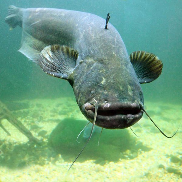 Wels Catfish