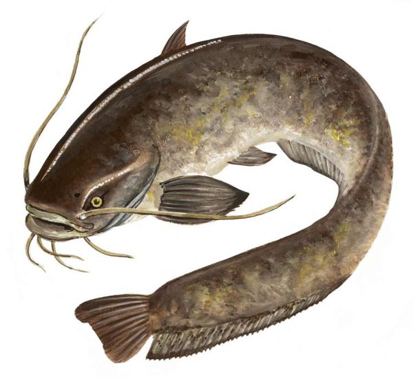 Сом для печати