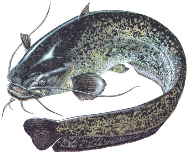 Европейский сом Silurus GLANIS