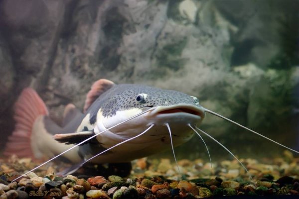 Фрактоцефалус краснохвостый