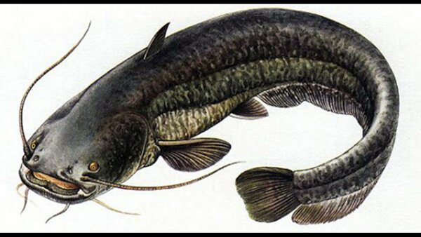 Обыкновенный сом уж