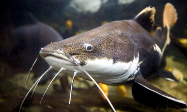 Европейский сом Silurus GLANIS
