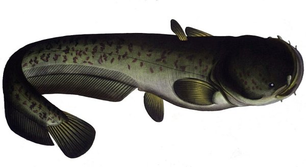 Silurus Asotus