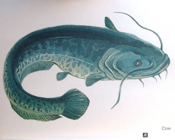 Картина сом для детей