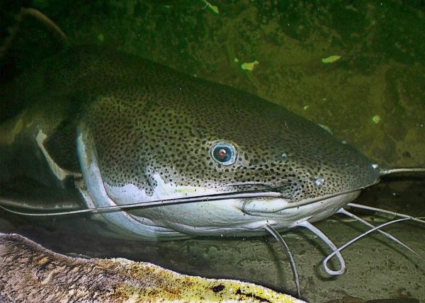 Европейский сом Silurus GLANIS