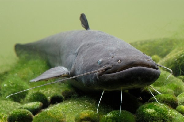 Китайский сом