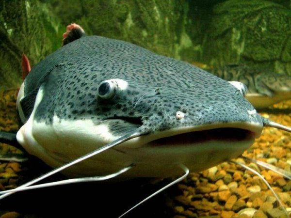 Сом краснохвостый аквариумный