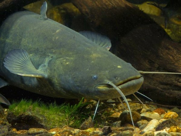 Обыкнове́нный сом Silurus GLANIS)