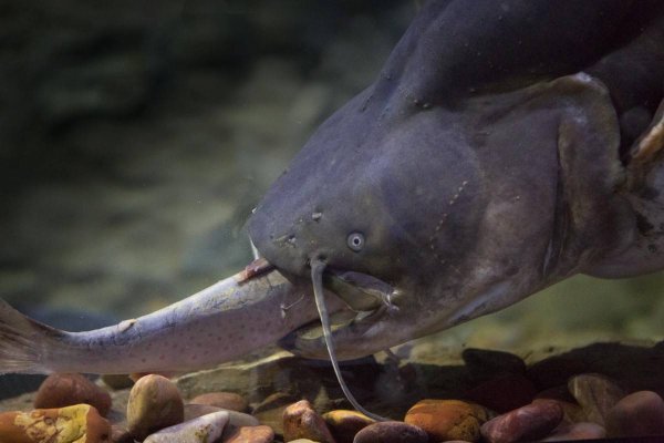 Сом обыкновенный Silurus GLANIS