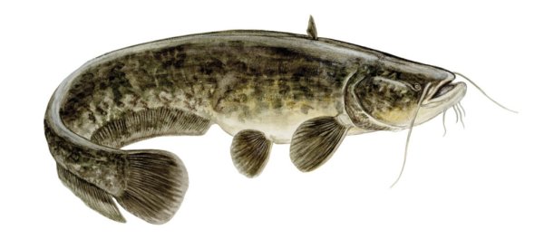 Сом на прозрачном фоне