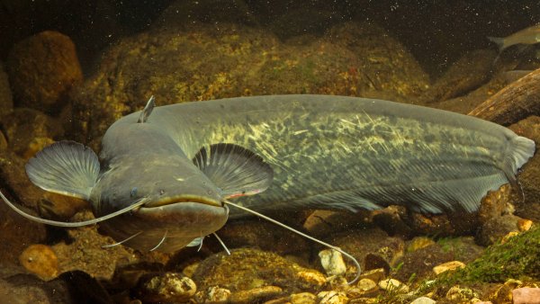 Сом Солдатова рыба