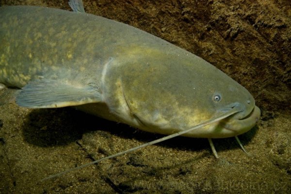 Сомик Озерный