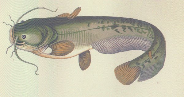 Silurus soldatovi