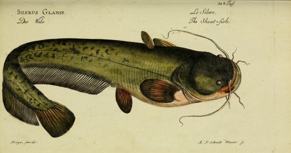 Семейство сомовые (Siluridae)