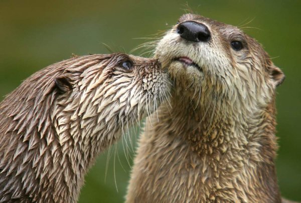 Angry Otter