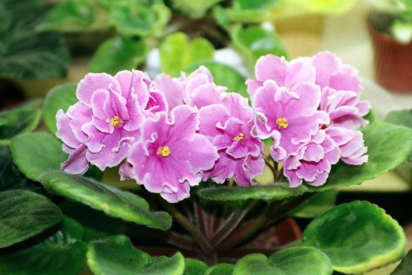 Сенполия Pink amiss