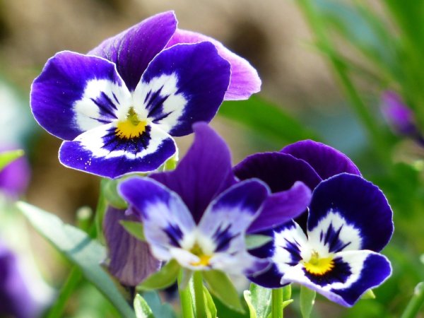 Фиалка трёхцветная, или Анютины глазки (Viola Tricolor l.)