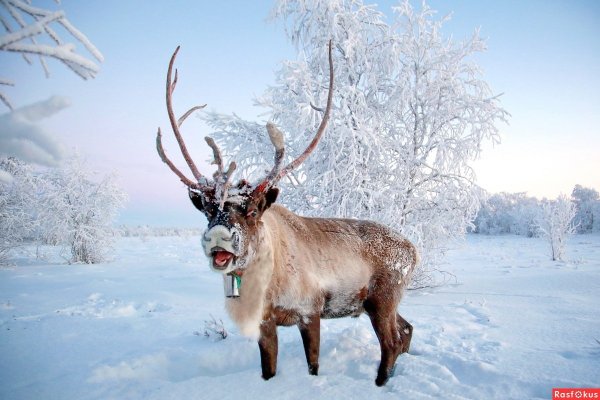 Снежный олень