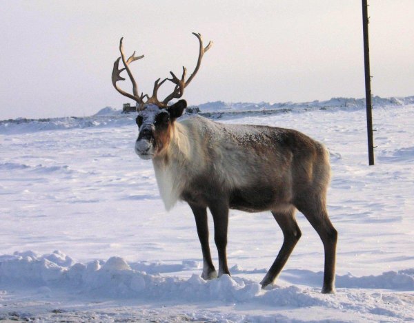 Новоземельский Северный олень