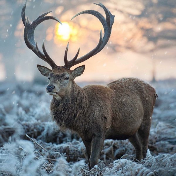 Peary Caribou