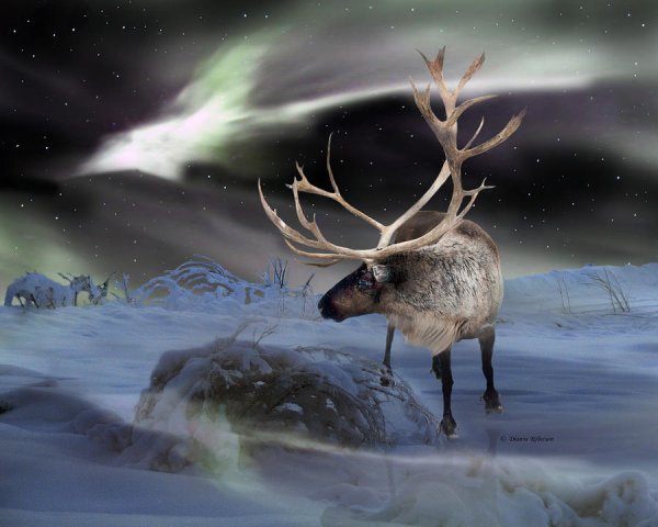 Новоземельский Северный олень