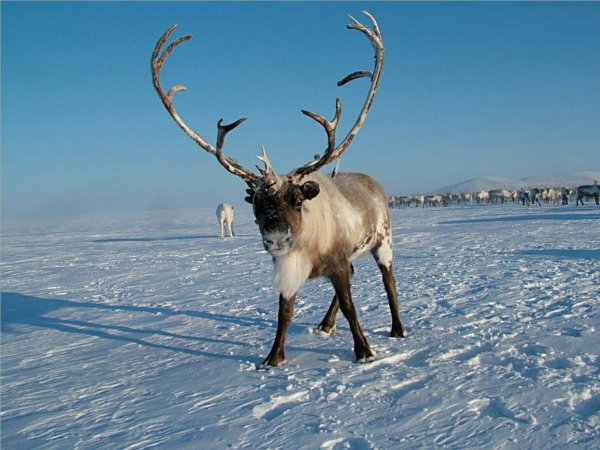 Олень Северный Лесной Сибирский – Rangifer tarandus angustifrons