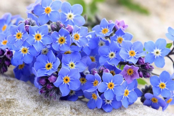 Незабудка (Myosotis)