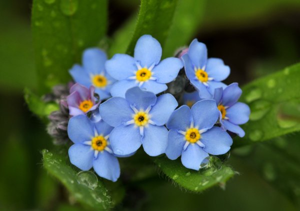 Myosotis czekanowskii