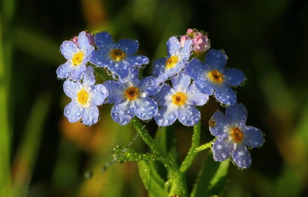 Незабудка Myosotis Myomark