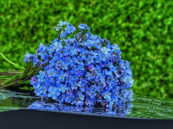 Незабудка Myosotis Myomark