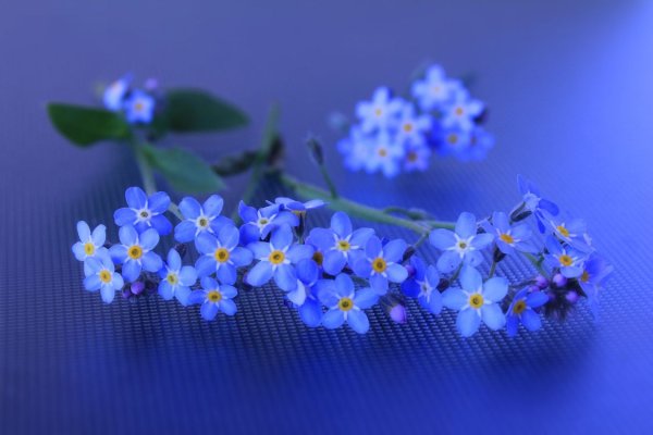 Незабудка Чекановского соцветие