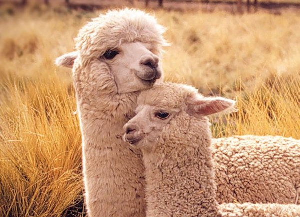 Альпака (Lama Pacos)