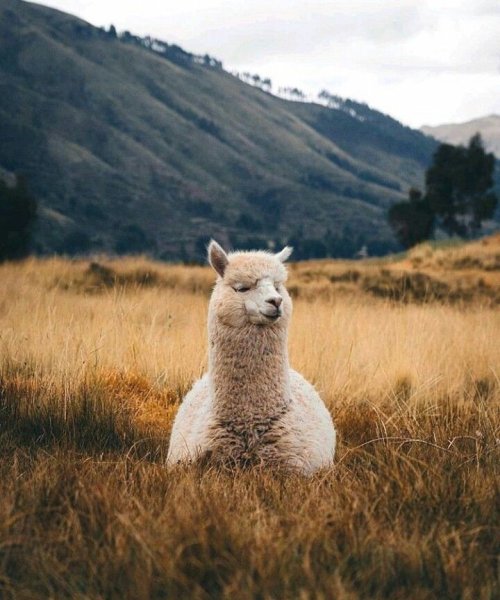 Альпака Исландия