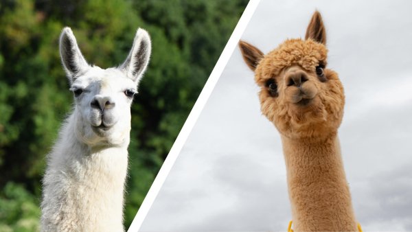 Лама vs альпака