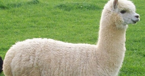 Карликовая альпака