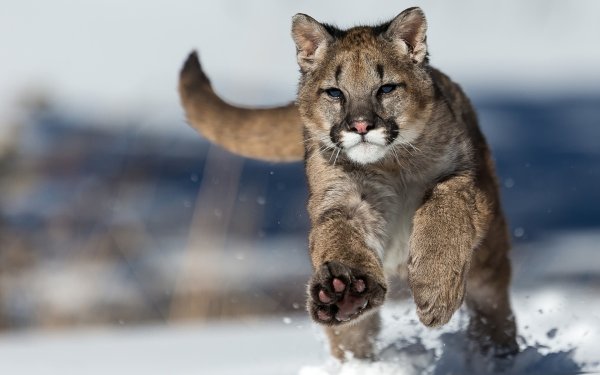 Пума тигровая