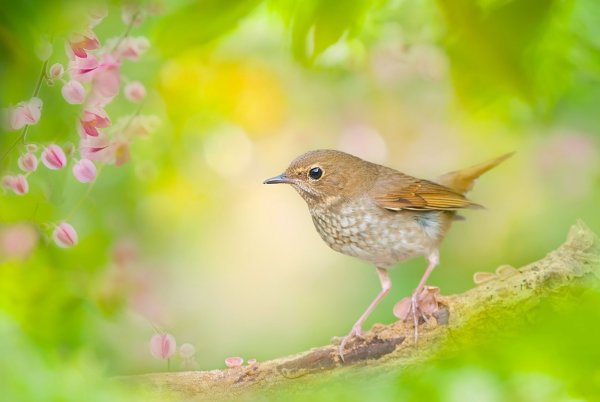 Соловей поет