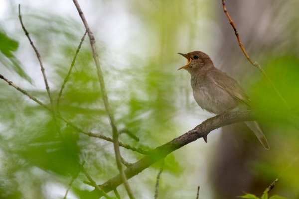 Luscinia Luscinia
