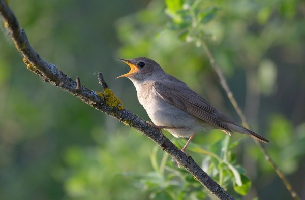 Luscinia Luscinia