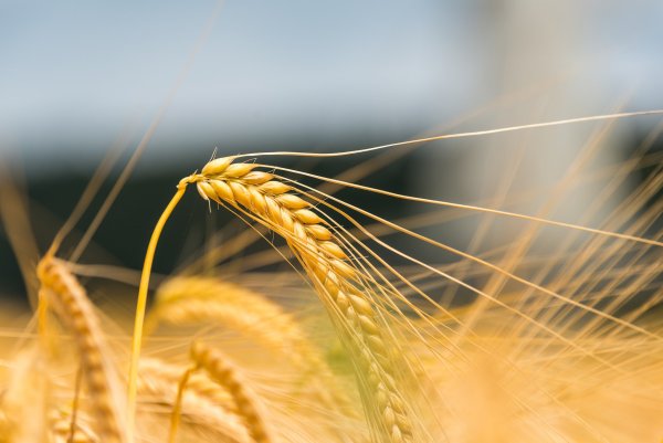 Пшеница Колос Колос