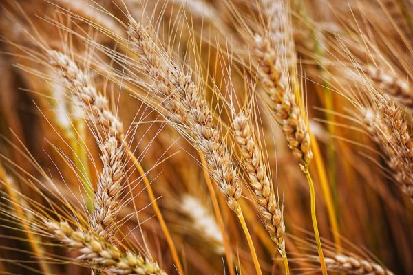 Wild grass Seeds пшеница