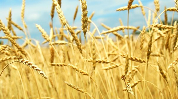 Картинки пшеница (37 фото)