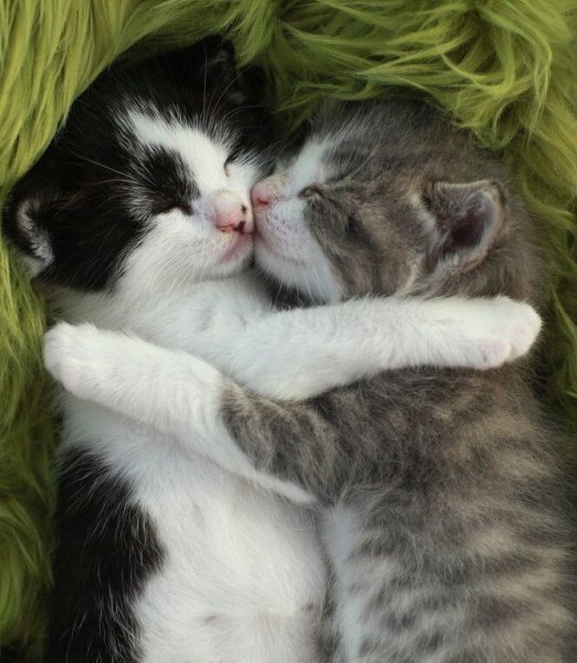 Коты обнимаются