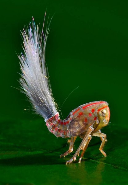 Фулгороида (Fulgoroidea)