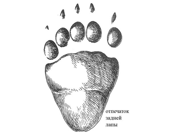 След медведя клипарт