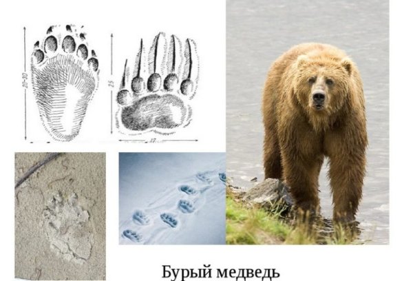 Медвежий след