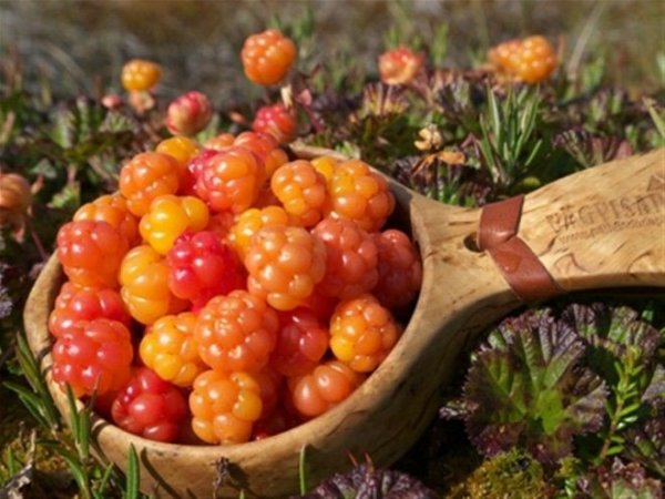 Морошка Болотная