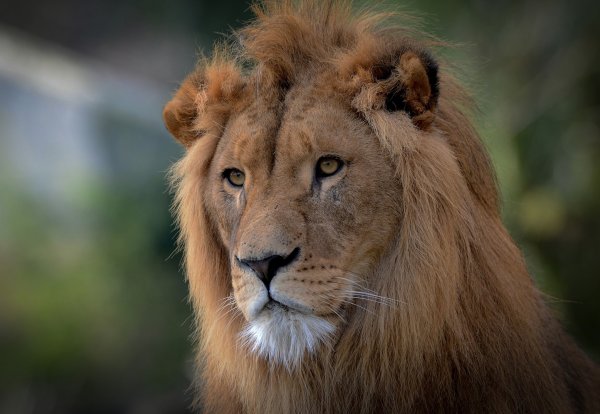 Картинки морда льва (47 фото)