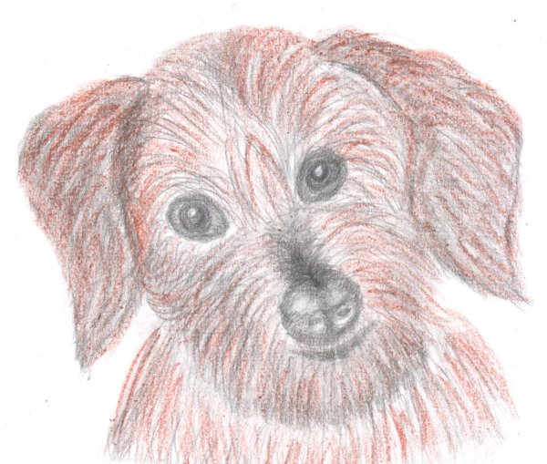 Кусака иллюстрация лёгкая